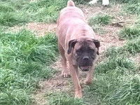 cane corso fulvo chiaro